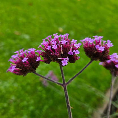 Buitenplant 6x Verbena - Bloeiend - Balkonplant