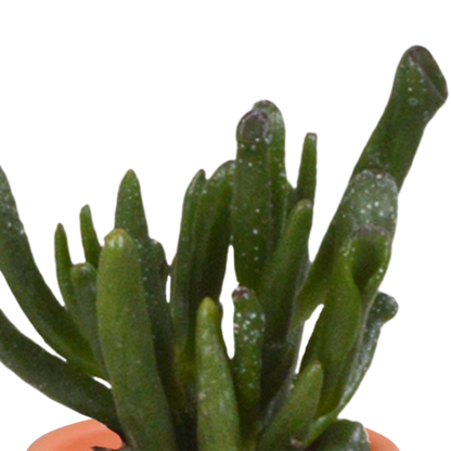 Kamerplant 15x Cactus en vetplanten mix - in Mexicaanse pot - Pot Ø 5,5cm