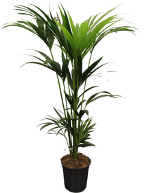 Kamerplant - Howea Forsteriana (Kentia) 5 Pit - Pot Ø 21cm Hoogte ↕ 120cm