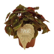 Kamerplant - Begonia Rex 'Montuno' - Pot Ø 12cm Hoogte ↕ 25cm