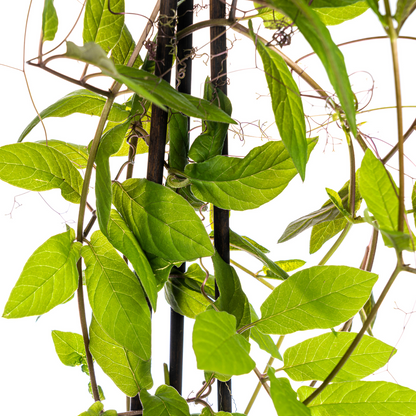 Buitenplant 4x Cobea scandens Violet Blue - Klimplant - Pot Ø 13cm Hoogte ↕ 60cm