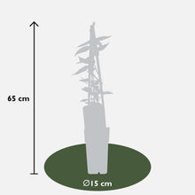 Buitenplant - Lonicera henryi - Klimplant - Pot Ø 15cm Hoogte ↕ 65cm