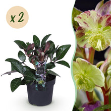 Buitenplant 2x Helleborus lividus 'Purple Marble' - Groenblijvend - Pot Ø 14cm Hoogte ↕ 35cm
