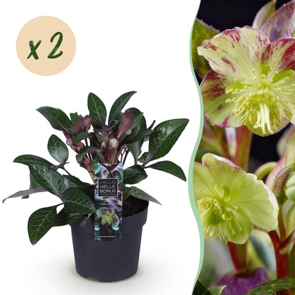 Buitenplant 2x Helleborus lividus 'Purple Marble' - Groenblijvend - Pot Ø 14cm Hoogte ↕ 35cm