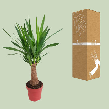 Kamerplant - Yucca Maya Tree - Pot Ø 19cm Hoogte ↕ 80cm