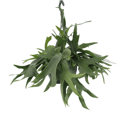 Kamerplant - Platycerium Hertshoorn Hang - Pot Ø 21cm Hoogte ↕ 50cm