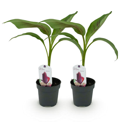 Buitenplant 2x Musa sikkemensis Red Tiger - Bananenplant - Winterhard - Pot Ø 12cm Hoogte ↕ 30cm