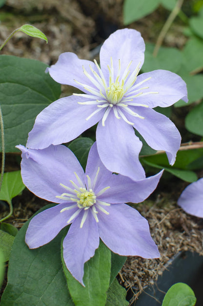 Buitenplant 4x Clematis Justa - Bloeiend - Pot Ø 15cm Hoogte ↕ 65cm
