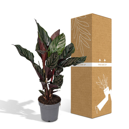 Kamerplant - Calathea Ornata - Pot Ø 14cm Hoogte ↕ 50cm