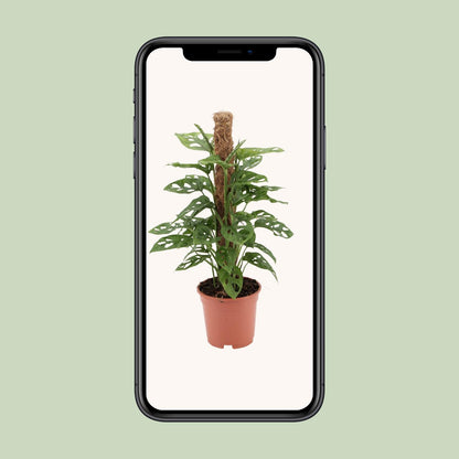 Kamerplant - Monstera Monkey - Pot Ø 17cm Hoogte ↕ 60cm