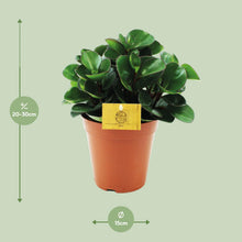 Kamerplant - Peperomia Burning Bush - Pot Ø 15cm Hoogte ↕ 25cm