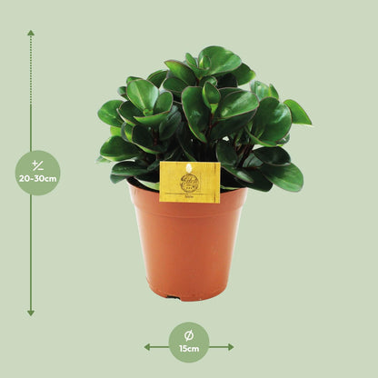 Kamerplant - Peperomia Burning Bush - Pot Ø 15cm Hoogte ↕ 25cm