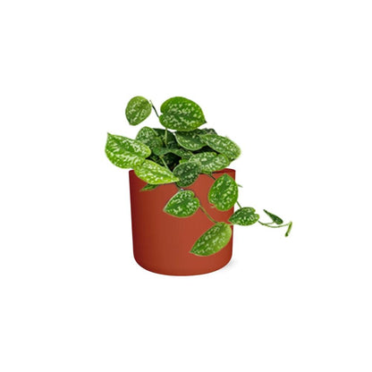 Kamerplant - Scindapsus Pictus 'Argyraeus' - Hangplant - Met sierpot - Pot Ø 14cm