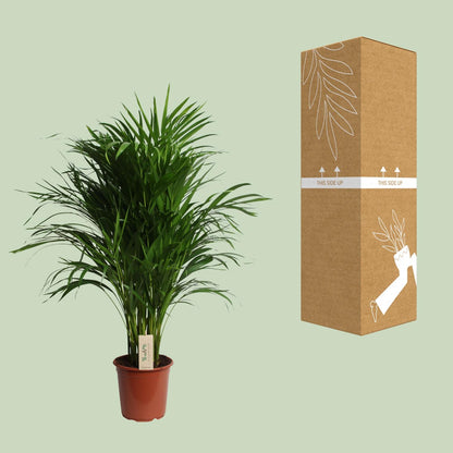 Kamerplant - Dypsis Lutescens (Areca) - Luchtzuiverend - Pot Ø 21cm Hoogte ↕ 100cm