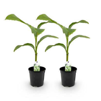 Buitenplant 2x Musa Basjoo - Winterhard - Pot Ø 17cm Hoogte ↕ 40cm