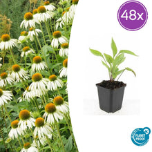 Buitenplant 48x Echinacea purpurea 'White Swan' - Bloeiend - Pot Ø 9cm Hoogte ↕ 10-25cm