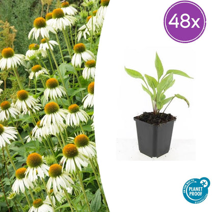 Buitenplant 48x Echinacea purpurea 'White Swan' - Bloeiend - Pot Ø 9cm Hoogte ↕ 10-25cm