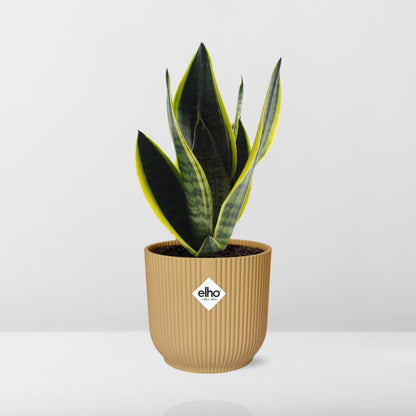 Kamerplant - Sansevieria Futura Superba - Pot Ø 14cm Hoogte ↕ 40cm