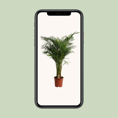 XL Kamerplant - Dypsis Lutescens - Luchtzuiverend - Pot Ø 27cm Hoogte ↕ 160cm
