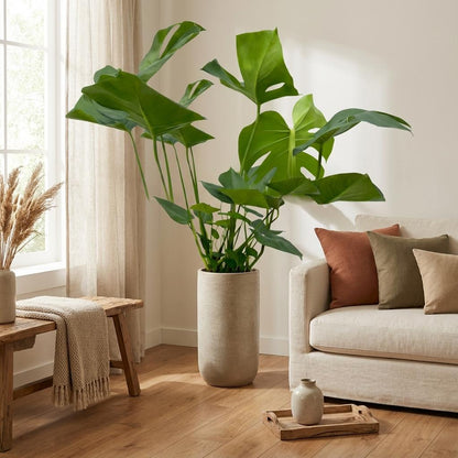 Kamerplant - Monstera - Luchtzuiverend - Hoogte ↕ 70cm