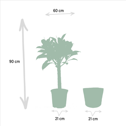 Kamerplant set - Ficus Elastica Melany + Alocasia Wentii - Met mand - Pot Ø 21cm + Ø 19cm