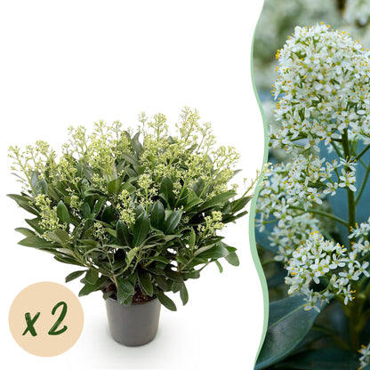 Buitenplant 2x Skimmia japonica Finchy - Winterhard - Bloeiend Wit - Pot Ø 19cm Hoogte ↕ 60cm