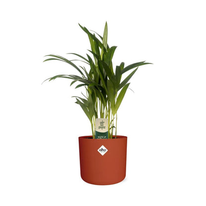 Kamerplant - Dypsis Lutescens (Areca) - Met sierpot - Pot Ø 12cm