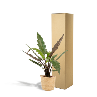 Kamerplant - Alocasia Lauterbachiana - Inclusief mand - Pot Ø 19cm Hoogte ↕ 80cm