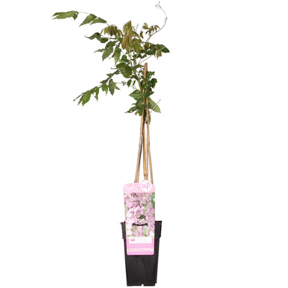 Buitenplant - Wisteria floribunda 'Rosea' - Bloeiend - Pot Ø 15cm Hoogte ↕ 65cm