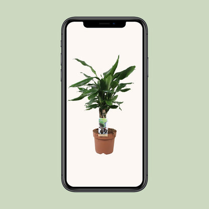 Kamerplant - Dracaena Fragrans 'Steudneri Green' - Pot Ø 17cm Hoogte ↕ 55cm