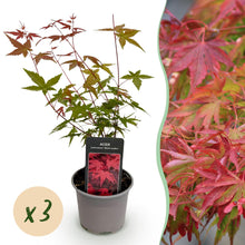 Buitenplant 3x Acer palmatum Beni-maiko - Pot Ø 12cm Hoogte ↕ 35cm