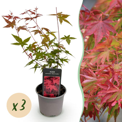 Buitenplant 3x Acer palmatum Beni-maiko - Pot Ø 12cm Hoogte ↕ 35cm