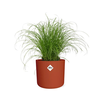 Kamerplant - Cyperus Alternifolius Zumula - Pot Ø 14cm