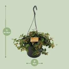 Kamerplant - Peperomia Angulata 'Rocca Scuro' - Pot Ø 15cm Hoogte ↕ 25cm