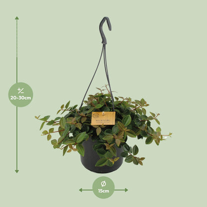 Kamerplant - Peperomia Angulata 'Rocca Scuro' - Pot Ø 15cm Hoogte ↕ 25cm