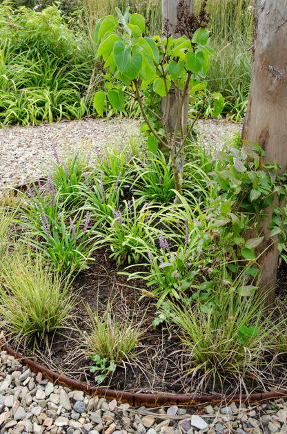 Buitenplant 3x Carex brunnea 'Variegata' - Pot Ø 14cm Hoogte ↕ 30cm