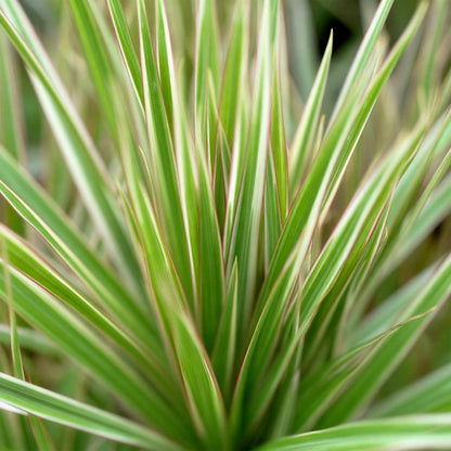 Green BoutiQ - Green is... Kamerplanten - Dracaena Marginata Bicolor - Drakenbloedboom - Weinig onderhoud - met mand - Groen - 1 Plant - Pot 21cm - Hoogte 90-100cm