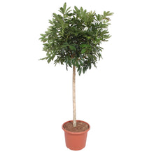 Kamerplant - Schefflera Arboricola Compacta Boom - Pot Ø 45cm Hoogte ↕ 190cm
