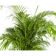 XL kamerplant - Dypsis Areca lutescens - Luchtzuiverend - Pot Ø 27cm Hoogte ↕ 150-170cm