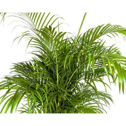 XL kamerplant - Dypsis Areca lutescens - Luchtzuiverend - Pot Ø 27cm Hoogte ↕ 150-170cm