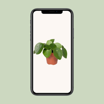 Kamerplant - Pilea Peperomioides - Pannekoekenplant - Pot Ø 12cm Hoogte ↕ 20cm