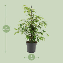 Kamerplant - Ficus Benjamina Anastasia - Pot Ø 14cm Hoogte ↕ 55cm