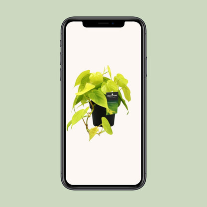 Kamerplant - Philodendron Lime - Hangplant - Pot Ø 12cm Hoogte ↕ 20cm