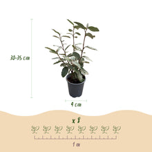 Buitenplant 8x Elaeagnus ebbingei Compacta - Haagplant - Groenblijvend - Pot Ø 9cm Hoogte ↕ 30-35cm