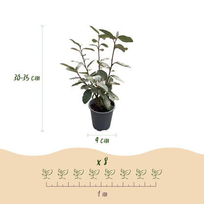 Buitenplant 8x Elaeagnus ebbingei Compacta - Haagplant - Groenblijvend - Pot Ø 9cm Hoogte ↕ 30-35cm
