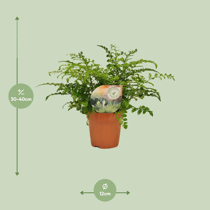 Kamerplant - Asplenium Parvati - Pot Ø 12cm Hoogte ↕ 35cm