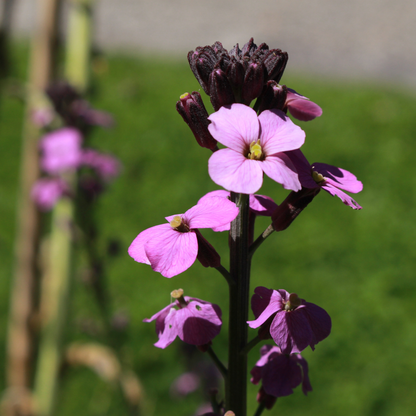 Buitenplant 24x Erysimum 'Bowles' Mauve' - Bloeiend - Pot Ø 9cm Hoogte ↕ 10-25cm