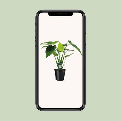 Kamerplant - Alocasia Cucullata - Olifantsoor - Pot Ø 19cm Hoogte ↕ 55cm