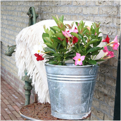 Buitenplant 6x Dipladenia Pink (Mandevilla) - Bloeiend - Pot Ø 12cm Hoogte ↕ 25cm