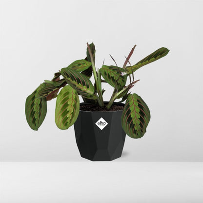 Kamerplant - Maranta Leuconeura 'Fascinator' Tricolor - Pot Ø 14cm